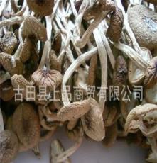 武夷茶树菇/古田平湖茶树菇/福建茶树菇