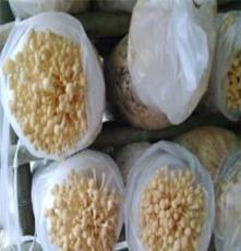 供应黄色金针菇（一级，鲜货）