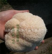 批发供应 产地直销 猴头菇200克 古田特产 干货 食用菌 野生菌