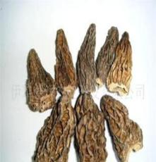 新疆产高品质无污染绿色食品野生羊肚菌