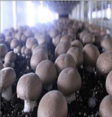 工厂化褐褐蘑菇，双孢菇，采菇 大量供应