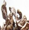 内蒙古大兴安岭 林区 野生 白花脸 白 蘑菇 纯天然原生态 绿色