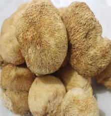 产地直销 批发供应 野生猴头菇 高品质 高营养 养胃健脾 食用菌