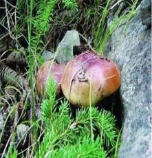专业厂家供应天然野生优质紫蘑菇
