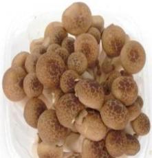长期供应双孢菇、蟹味菇、白玉
