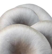 新品上市 鲜平菇 食用菌 优质特级平菇 平菇菌棒
