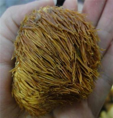 猴头菇 长白山纯野生猴头菌菇 营养清香味美 真正的东北第四宝