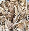 供应大量供应优质茶树菇、特级干茶树菇 量多从优
