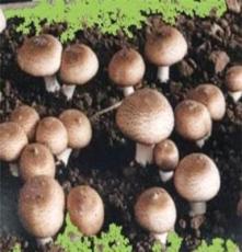 欢迎选购 邵武市养马洲食品园区 食用 蘑菇 口蘑 食用菌