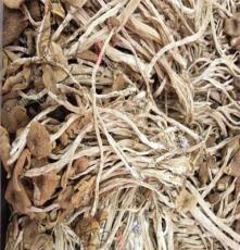 福建冰菇茶薪菇批发长期供应茶薪菇产地直销新货上市