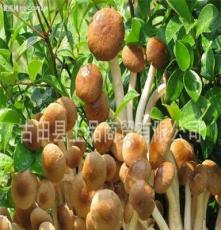 大量供应优质古田干茶树菇（原产地直销，绿色无公害食品）