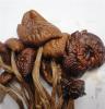 天然野生茶树菇 热销产品 产品批发 茶树菇