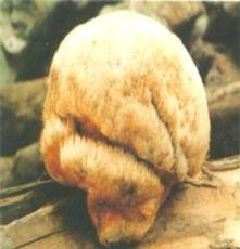 野生猴头菇