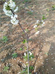 大樱桃树苗啥时候种植150嫁接樱桃树苗品种