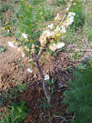 大樱桃树苗啥时候种植150嫁接樱桃树苗品种