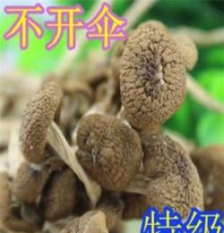 特級茶樹菇 已剪根 茶新菇 250G批發