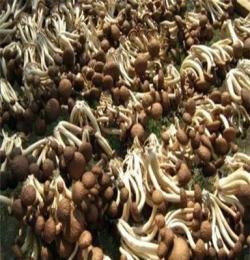 经销批发 干菌种茶树菇 源产地发货 三号茶树菇