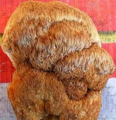 绥棱东北特级 猴头菇 猴头蘑 猴头蘑菇 可贴牌加工