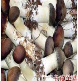 杭州大球盖菇图片