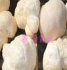 东北特产 海林特产 干猴头菇 批发 猴头蘑Hericium erinaceus