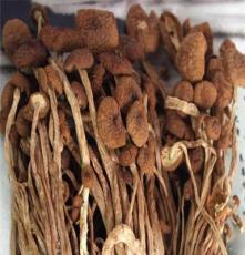 干茶树菇产地直供 干货 古田茶树菇 纯正自然 各种食用菌大量批发