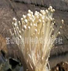 洪川菌业，批发优质鲜金针菇