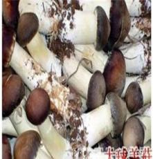 杭州大球盖菇供应