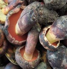 批发野生红牛肝菌 特级新鲜紫葱菌 颗颗精选 菌肉肥厚口感佳