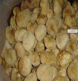 供应猴头菇60元/公斤总代理