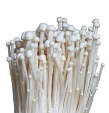 食用蘑菇 鲜金针菇 食用菌 优质金针菇