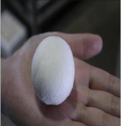 大量新鮮雙孢菇、白菇供應