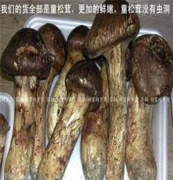 東北松茸 野生松茸. 冷藏保鮮松蘑..真空保鮮松茸蘑500克