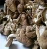 古田平湖茶树菇/优质茶树菇/上品茶树菇/干茶树菇