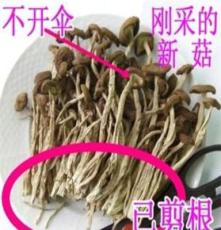 广昌特级纯天然出口 12年新货 茶树菇干货 不开伞 香嫩柄可口55g