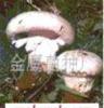 香菇,黑木耳菌,平菇,草菇,双包菇等菌种(图)-特种食用菌种