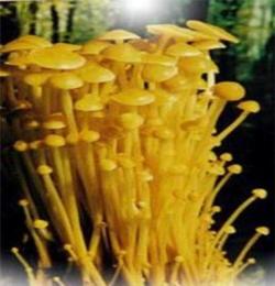 食用菌 金针菇 黄色金针菇