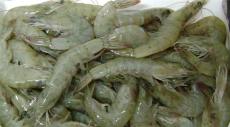 印度南美白虾进口清关青岛海鲜进口清关公司