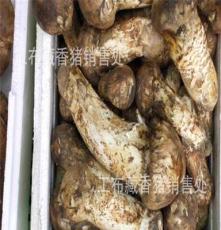 供应西藏林芝地区野生新鲜松茸