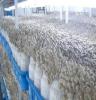 长期大量供应蟹味菇，新鲜品质保证，达到出口标准！