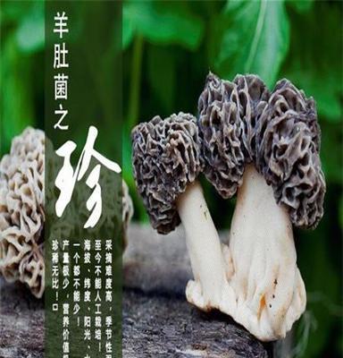 云南伊人府野生羊肚菌羊肚菌干品批發(fā)銷(xiāo)售