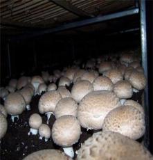 洛阳景翔食用菌供应褐蘑菇