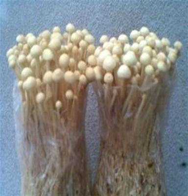 蘑菇 金针菇 优质金针菇