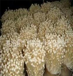 临沂市洪川菌业种植基地，大量供应各种金针菇