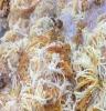 玉德菌业种植专业合作社常年供应金针菇 腌渍金针菇