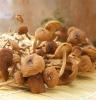 食用菌批发 特级茶树菇 出口茶薪菇 冰菇苞 不开伞 200g 亚西雅