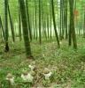 纯天然竹荪、绿色竹荪、一级竹荪