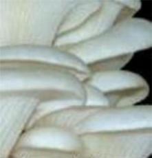 20cm管种（一级母种）原种、栽培种供应大白平菇