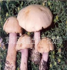 东北野生榛蘑、长白山特产蘑菇、