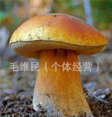 青川特产 特级野生 黑牛肝菌 干货 野生蘑菇食用菌 四川特产食品