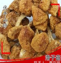 滑子菇干貨 珍珠菇 小雞黃蘑菇 滑子蘑 特產(chǎn)500g